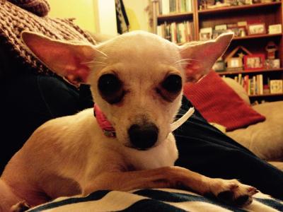 Melinka the dog on a couch